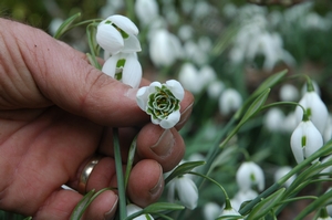 Snowdrop